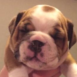 Bulldog Puppies from Farm Strong Bulldogs