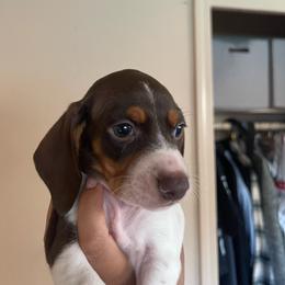 Chocolate Pie - Piebald male Dachshund puppy in Yuba City, California from The Navarro Furbabies