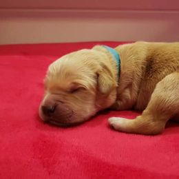 Teady - Golden Retriever puppy in Arlington, Washington from Nagel Farm's