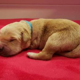 Teady - Golden Retriever puppy in Arlington, Washington from Nagel Farm's