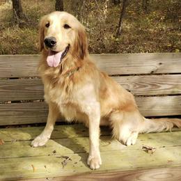 Golden Retrievers and Labrador Retrievers from Keller's Retrievers