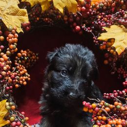 Miss Lilac - Black and red female German Shepherd puppy in Newaygo, Michigan from Sterley Shepherds