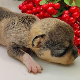 Baby boy 2 - Chocolate sabled fawn male Chihuahua puppy in Weatherford, Texas from Small and Mighty Chihuahuas