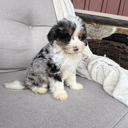 Roxy - Blue merle female Bernedoodle puppy in Holtwood, Pennsylvania from Country Ridge Puppies