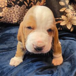 Carl - Red and white male Basset Hound puppy in Bellaire, Ohio from Blessed Bassets