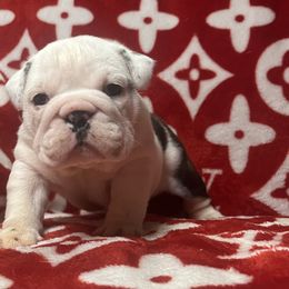 Bulldog Puppies from Freeway Bulls