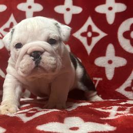Bulldog Puppies from Freeway Bulls