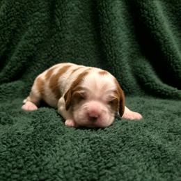 Henry - Blenheim male Cavalier King Charles Spaniel puppy in Pennsylvania from Julie's Cavalier King Charles Spaniels