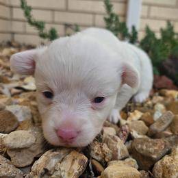 Dice - Blue merle and white male American Corgi puppy in Midway, Arkansas from Wildlings & Wild Things Homestead