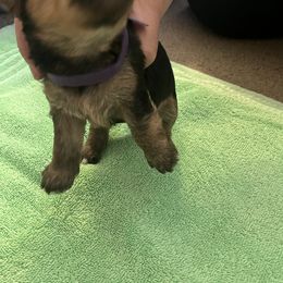 Girl 2 - Yorkshire Terrier puppy from Huntington Yorkies
