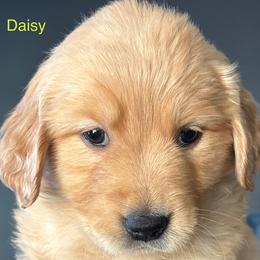 Daisy - Golden female Golden Retriever puppy in Vail, Arizona from Retrievers Gold AZ