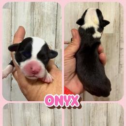 Onyx - Black and white female American Corgi puppy in Fort Worth, Texas from King of Hearts Kennels