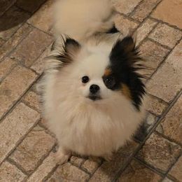 Matingale - Pomeranian
