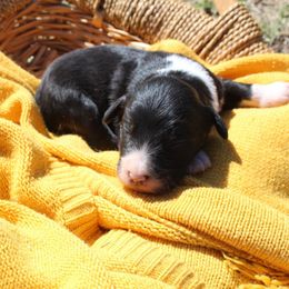 Bengal - White and black male Bordoodle puppy in Winnsboro, Texas from Pecan Grove Pups
