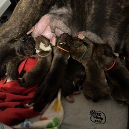 Boxer puppies from RayJen Cajun Boxers