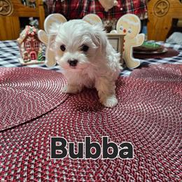 Bubba - White male Maltese puppy in Terrell, Texas from PBJ Farms