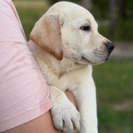Harvest - Yellow male Labrador Retriever puppy in Archer Lodge, North Carolina from Archer Lodge Labradors
