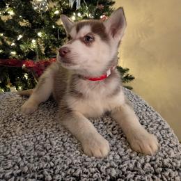 AKC Brandy - Red and white female Siberian Husky puppy in Cedarville, Ohio from Evereve Kennels