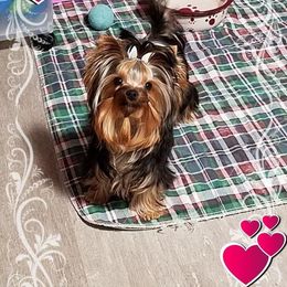 Yorkshire Terrier Puppies from LuvStruck Yorkies