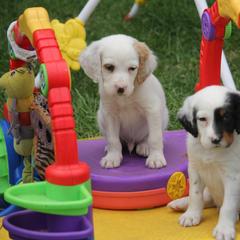 Border Collie, English Setter, and Miniature American Shepherd Puppies from First Harmony Farms