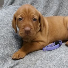 Girl 6 - Golden rust female Vizsla puppy in Ganado, Texas from Roz Vizslas