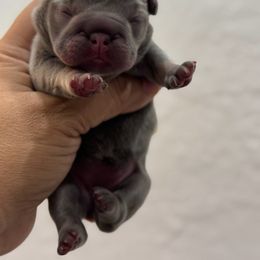 Sammy - Tricolors male French Bulldog puppy in Porter, Texas from Whatabulldog