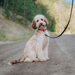 Pink Collar - Brown roan female Cockapoo puppy in Missoula, Montana from Big Sky Cockapoos