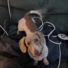 Tanzy - Piebald female Dachshund puppy in Sacramento, California from Family and Farm Friendly Dachshund