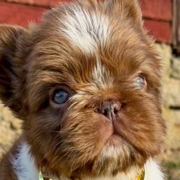 Assorted Doodle Crosses, French Bulldogs, Maltipoos, Poodles, and Saint Berdoodles from Brewer's Doodles and French Bulldogs