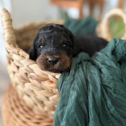 Boy 3 - Phantom male Goldendoodle puppy in Washington, Illinois from Lola Bear Goldendoodles