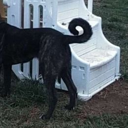 Morticia Sweet Pea - Brindle Anatolian Shepherd Dog puppy in Virginia from One Chick Farm