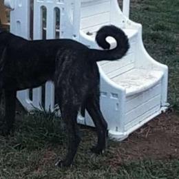 Morticia Sweet Pea - Brindle Anatolian Shepherd Dog puppy in Virginia from One Chick Farm