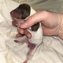 Blossom - Piebald female Dachshund puppy in Bruceton, Tennessee from Dachshund Dreams