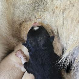 Gerberian Shepsky puppies from Bransford Paw Pack/Timber Huskies