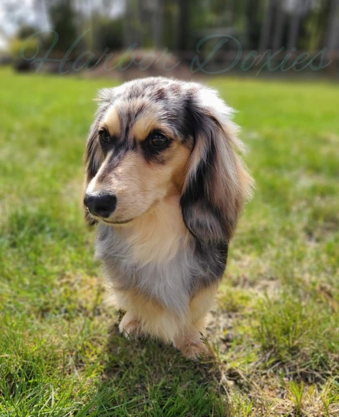 Evie - Dachshund