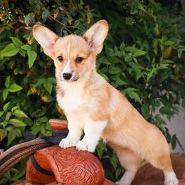 Yellow collar - Red female Pembroke Welsh Corgi puppy in Caliente, California from Rafter Cross 7
