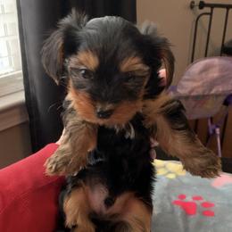 Yorkshire Terrier Puppies from Missy Lu Lap Puppies