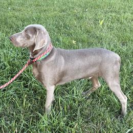 Male 2 green - Silver gray male Weimaraner puppy in Chokio, Minnesota from Witt Weimaraner Kennel