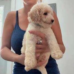Girl 5 - Cream female Goldendoodle puppy in Clarksville, Tennessee from Tennessee Goldendoodles, since 2014