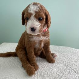 Sage - Red  female Goldendoodle puppy in Stanford, Kentucky from Holloway Goldendoodles