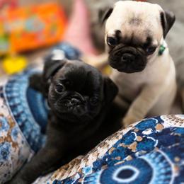 Silver - Fawn male Pug puppy in Rutherfordton, North Carolina from Sweetie Pie Pugs