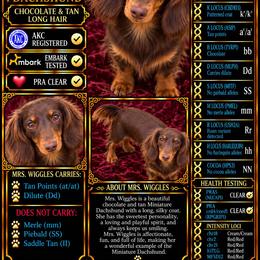 Mrs. Wiggles - Dachshund
