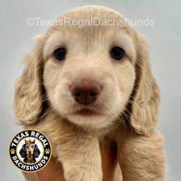 Merci - Cream female Dachshund puppy in Houston, Texas from Texas Regal Dachshunds LLC