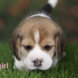 Beagle puppies from VR Wanderlust Beagles