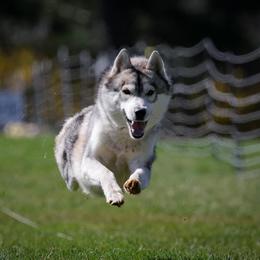 Bandito - Gray and white male Siberian Husky puppy in Portage, Michigan from LaddofOzz DarkMoon Siberians
