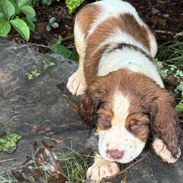 Lily - Liver white and tan English Springer Spaniel puppy in Statesville, North Carolina from Rockin’ Slow Farms