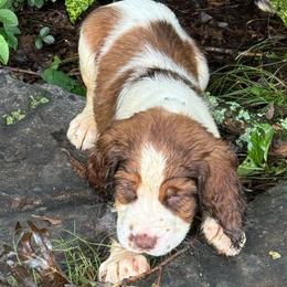 Lily - Liver white and tan English Springer Spaniel puppy in Statesville, North Carolina from Rockin’ Slow Farms