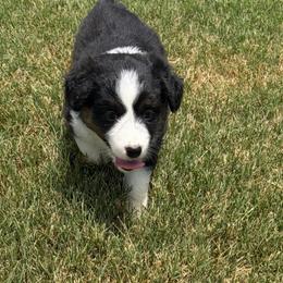 Sierra - Black tri female Miniature Australian Shepherd puppy in Weatherford, Texas from F & T Aussies