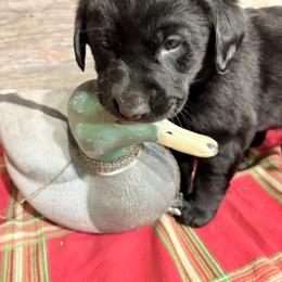 Black Lab Male Pup 5th Pick - Black male Labrador Retriever puppy in Freeport, Illinois from Rock Hollow Retrievers
