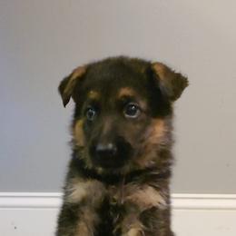 German Shepherd Puppies from Muddy Acres German Shepherds